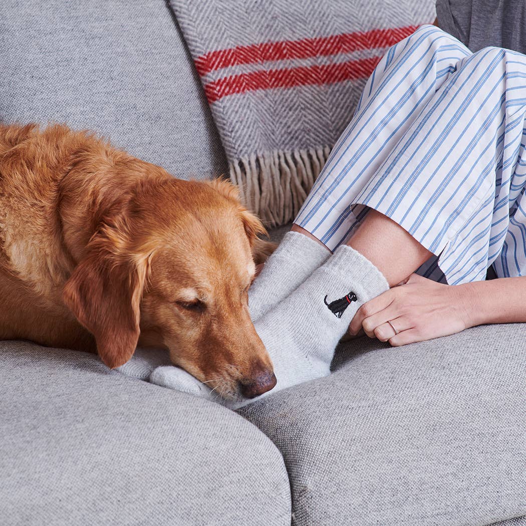 Hundesocken - Black Labrador